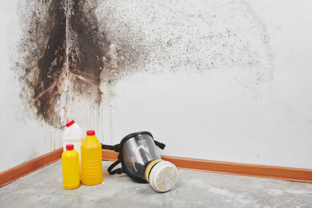 Best Emergency Mold Removal  in Rutledge, GA