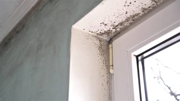 Best Mold Damage Repair  in Rutledge, GA