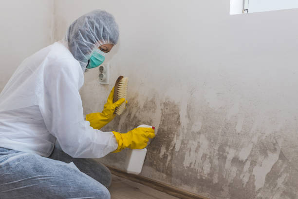 Best Attic Mold Removal  in Rutledge, GA