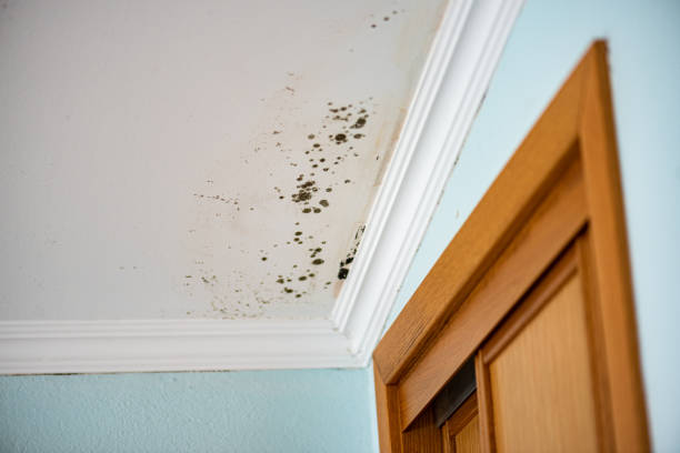 Best Mold Removal Company Near Me  in Rutledge, GA