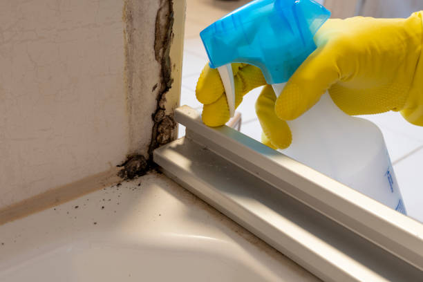 Best Office Mold Removal Services  in Rutledge, GA