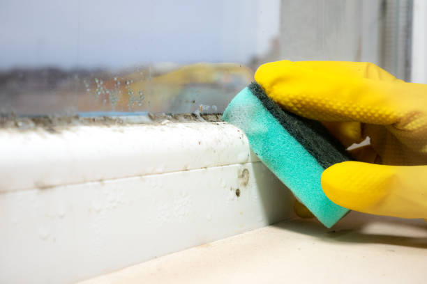 Crawl Space Mold Removal in Rutledge, GA