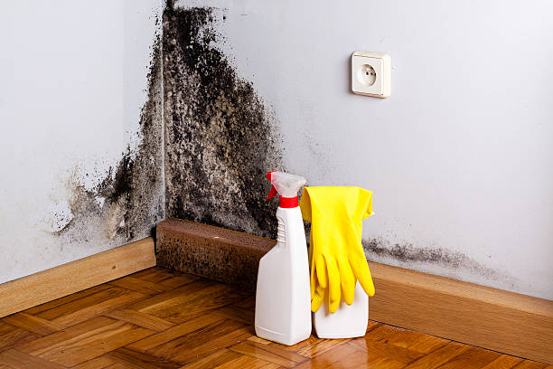 Mold Testing and Removal in Rutledge, GA