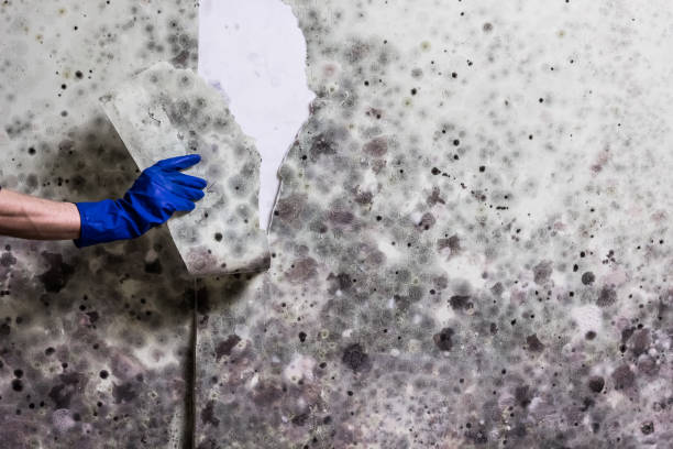 Best Mold Cleaning Services  in Rutledge, GA